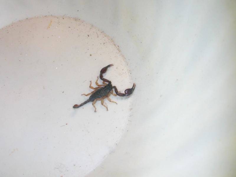 Euscorpius flavicaudis in camera